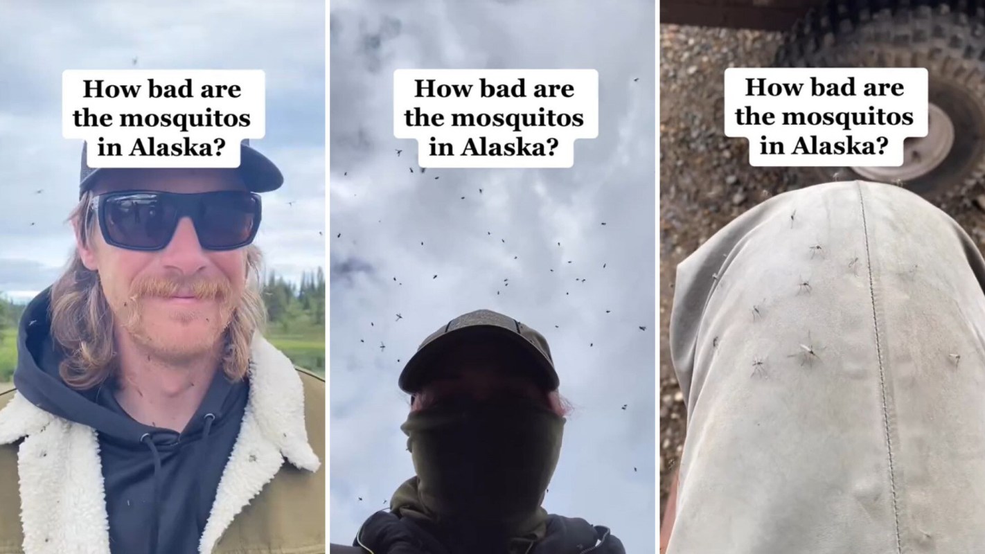 Alaska's mosquito problem