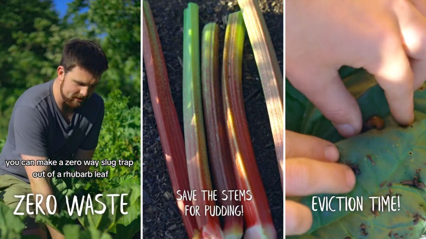 Slug trap, Hack for keeping slugs away from plants