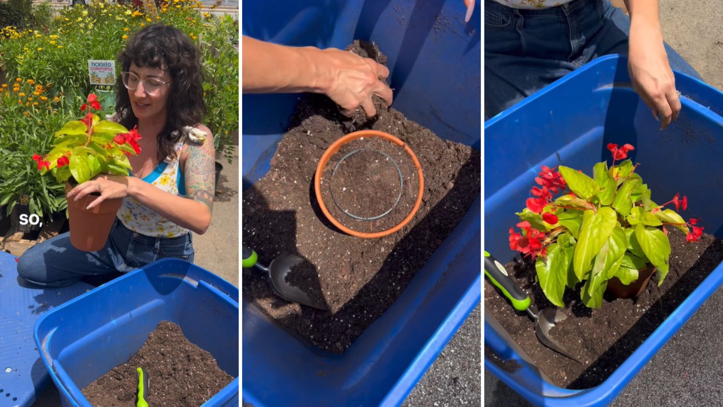 hack for repotting plants in seconds