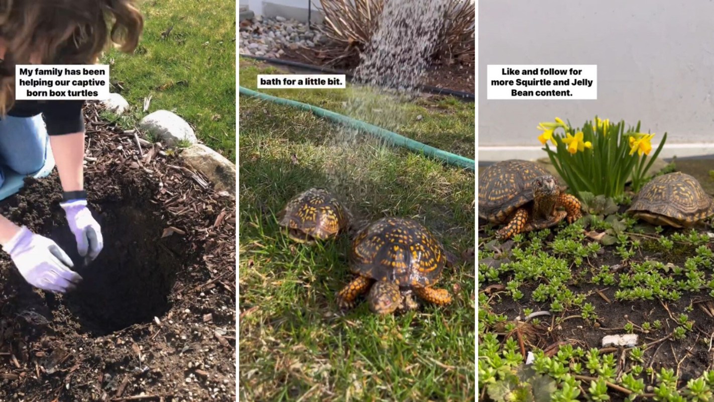 Pet owner explains why they bury turtles in the backyard