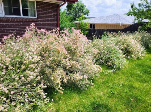 Apache plume