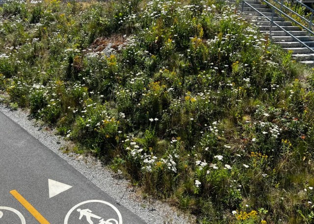 Native wildflowers