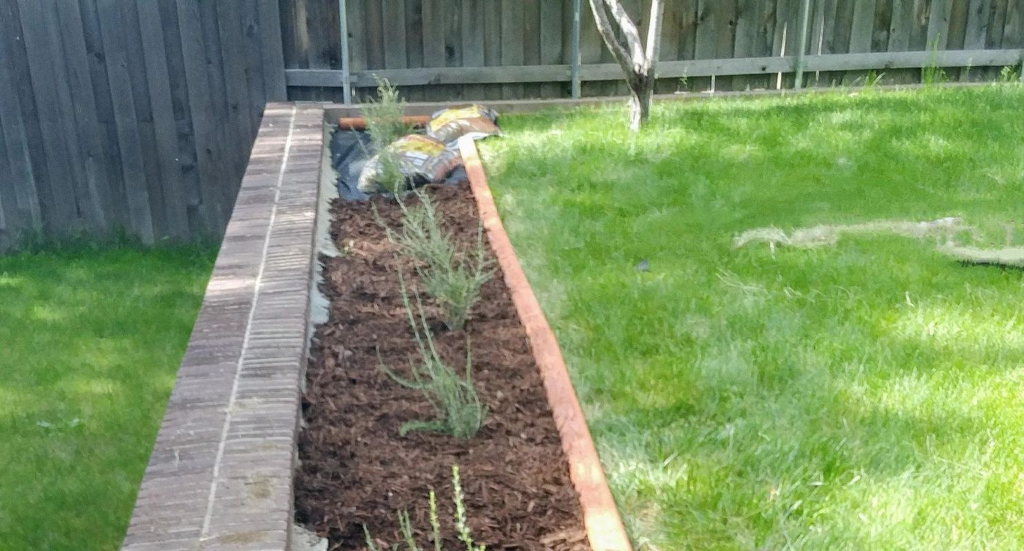 Apache plume, Gorgeous transformation of native garden