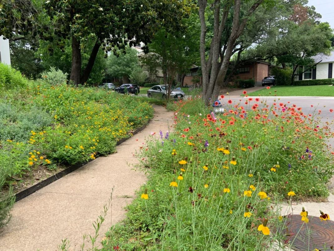 Beautiful photo after swapping their grass for native wildflowers plants