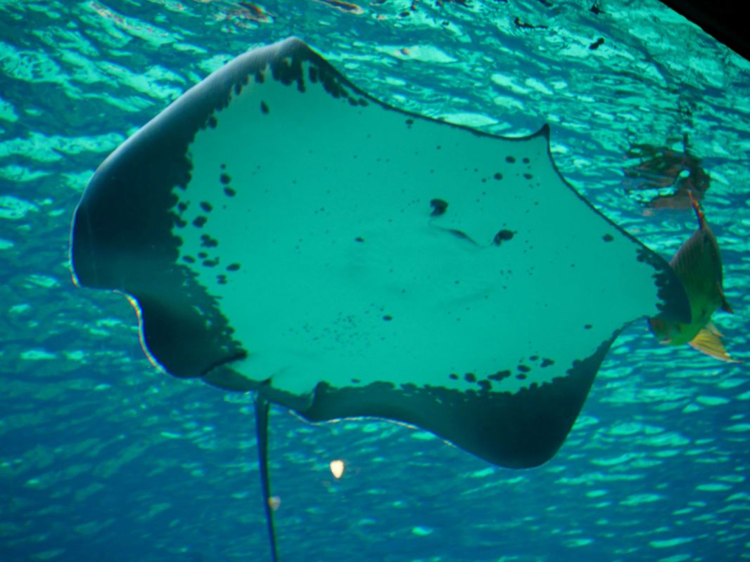 Giant freshwater stingray