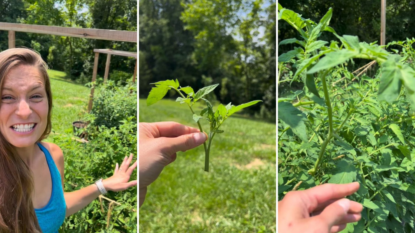 Cloned tomato plant, Kitchen garden flourish