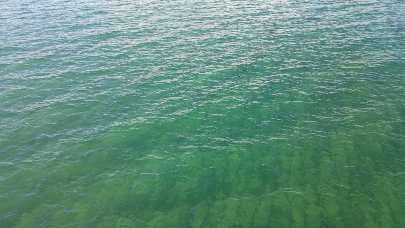 Greening effect, startling phenomenon taking place in our oceans
