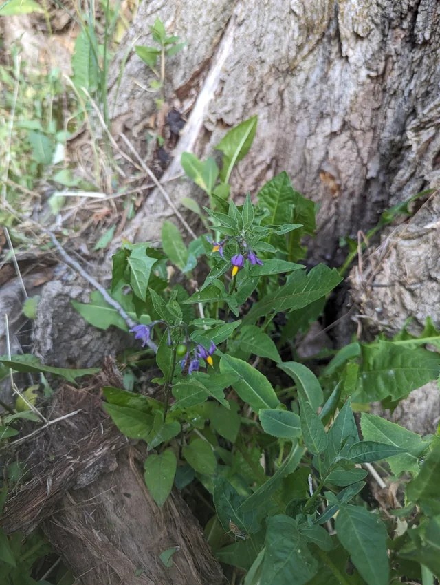 Wildflowers and other local plants are important for pollinators