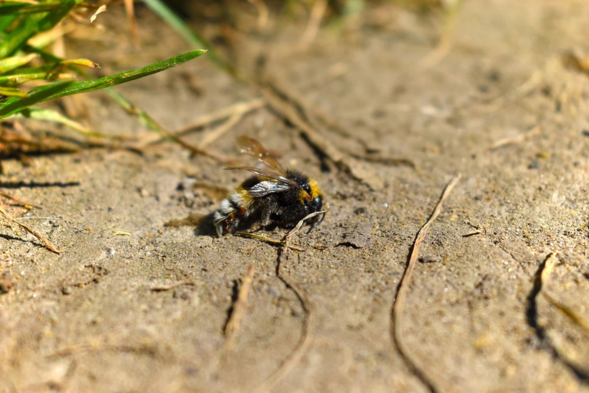 Insect antennas, Dramatic' change in insect population