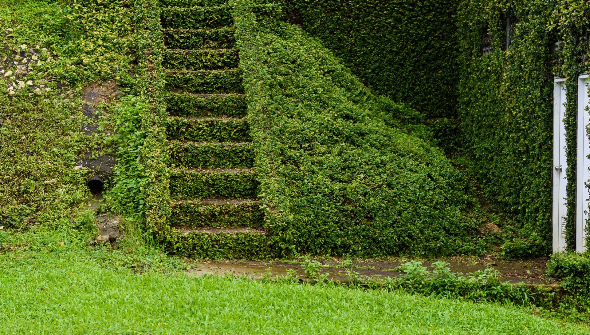 Neighbor acquired invasive plants