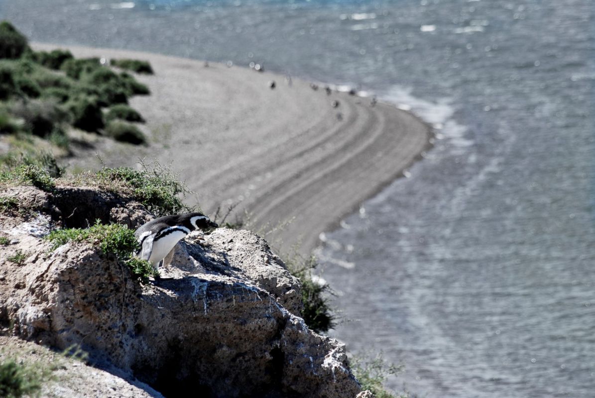 Magellanic penguin