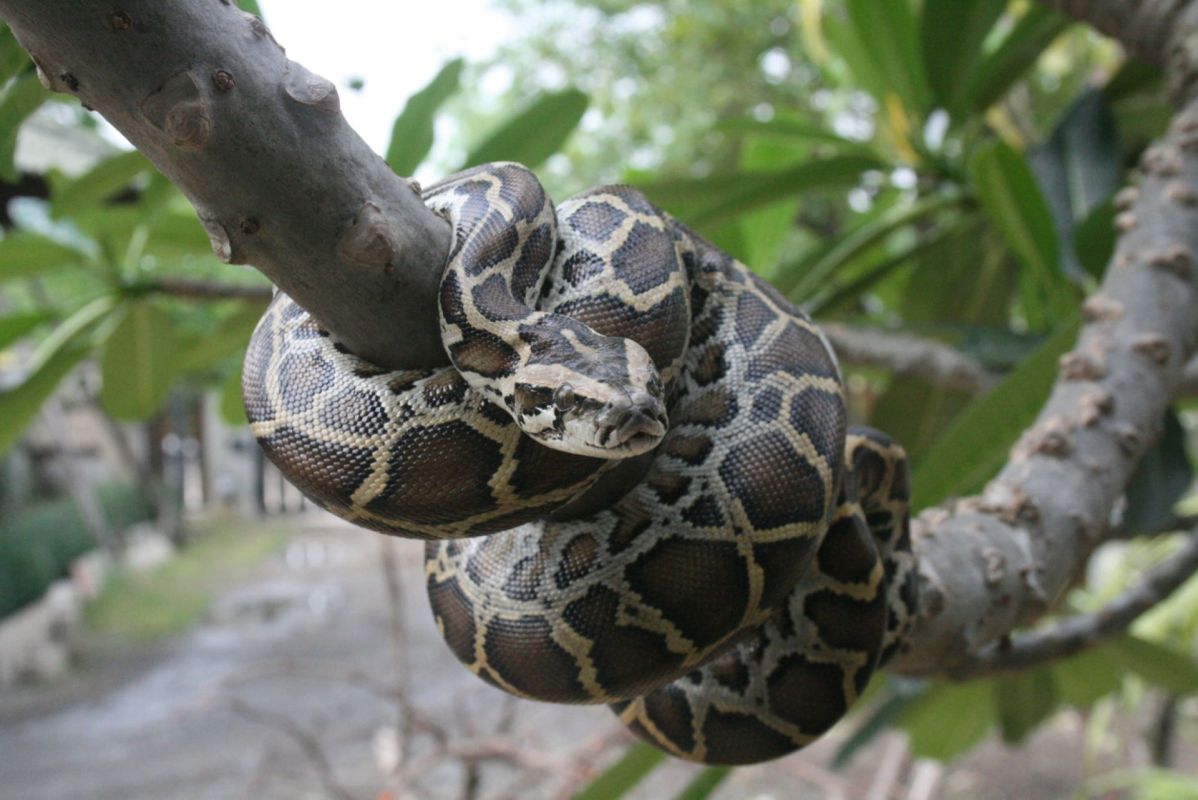 Burmese python