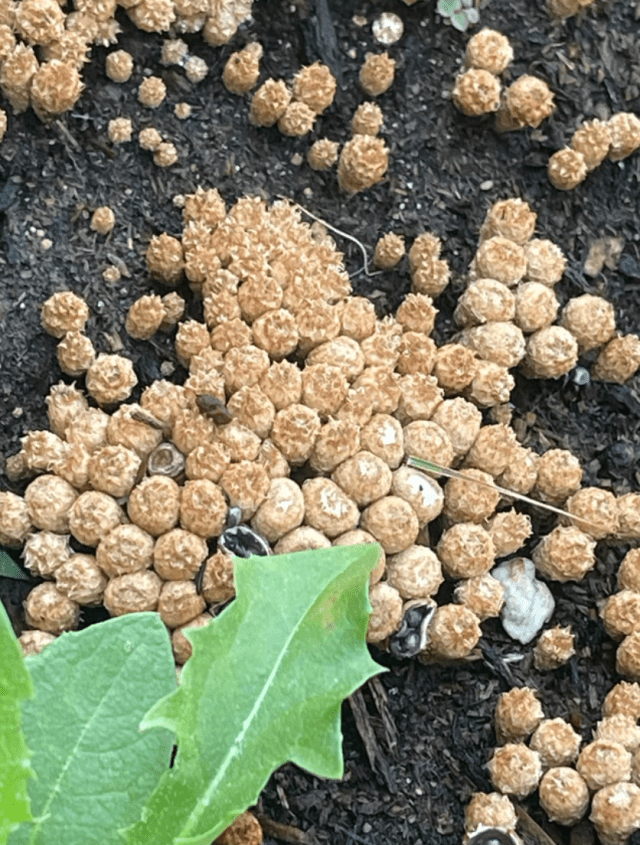 birds nest fungi