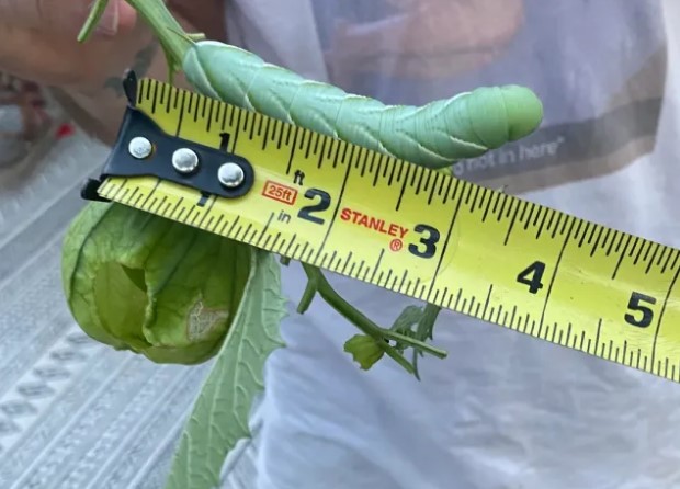 monstrous tomatillo hornworm