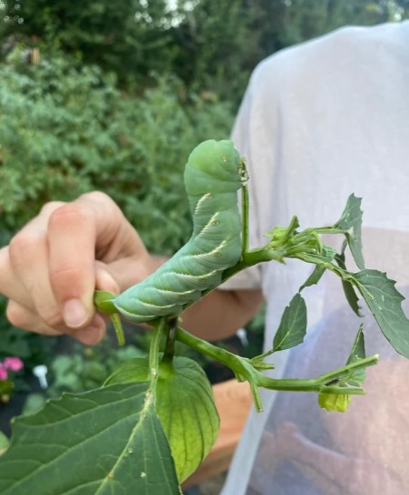 monstrous tomatillo hornworm