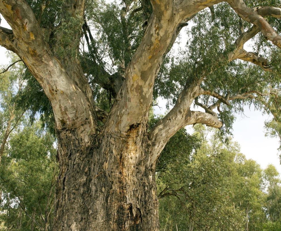 American company Honeywell attempt to cut down ancient tree sparks outrage