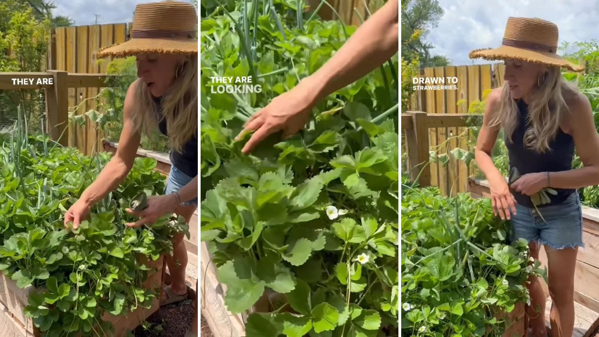 Hack for keeping pests out of your strawberry fruit plants