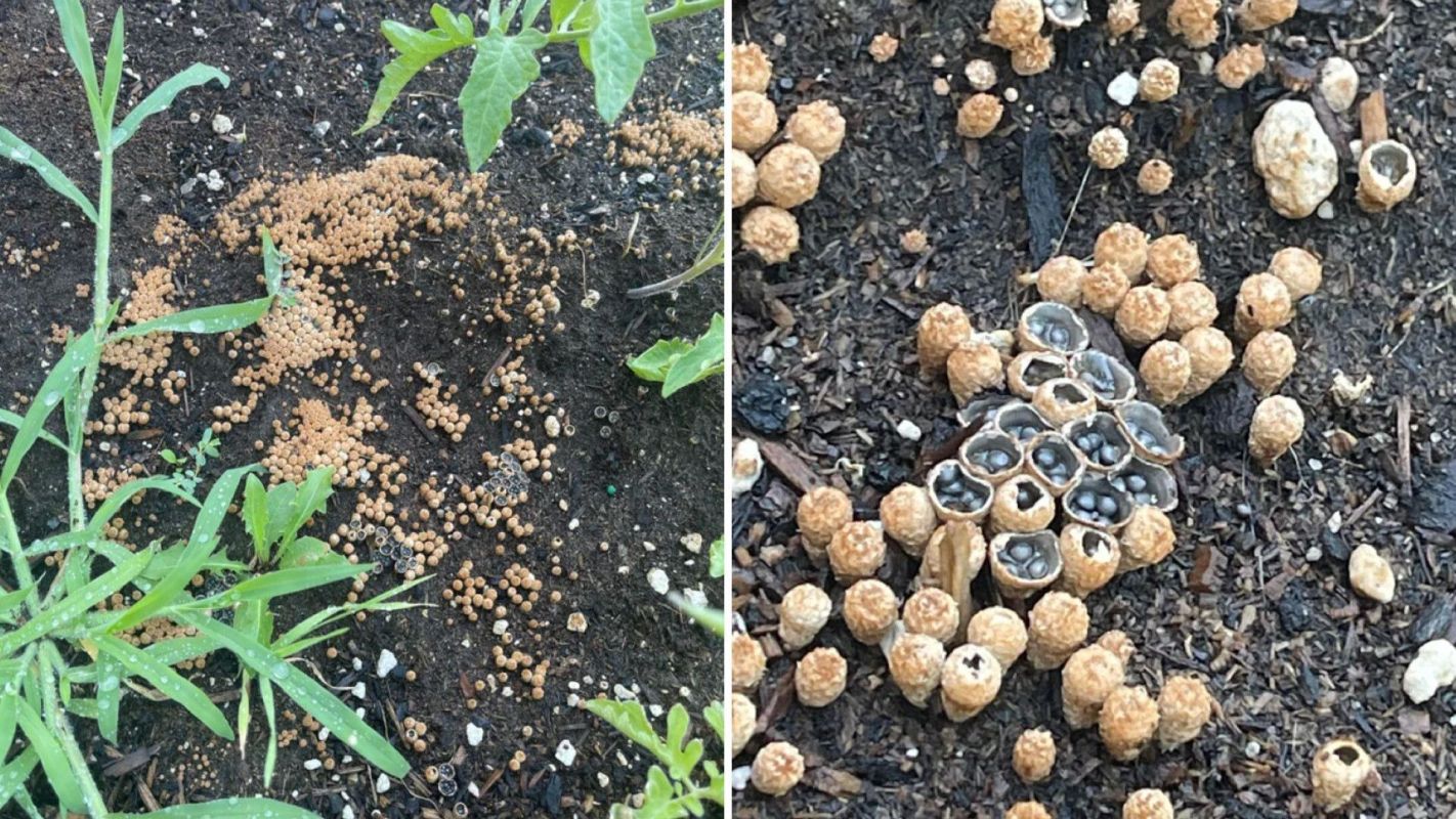 birds nest fungi