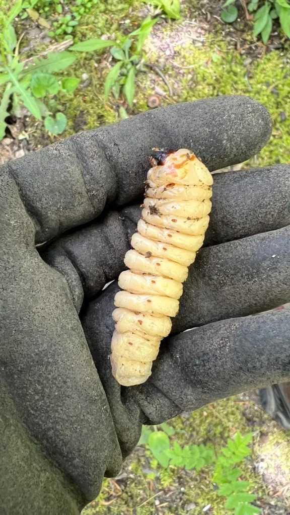 Garden grub