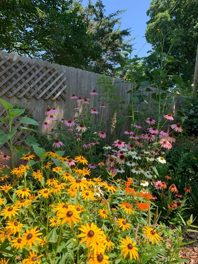 Rain garden