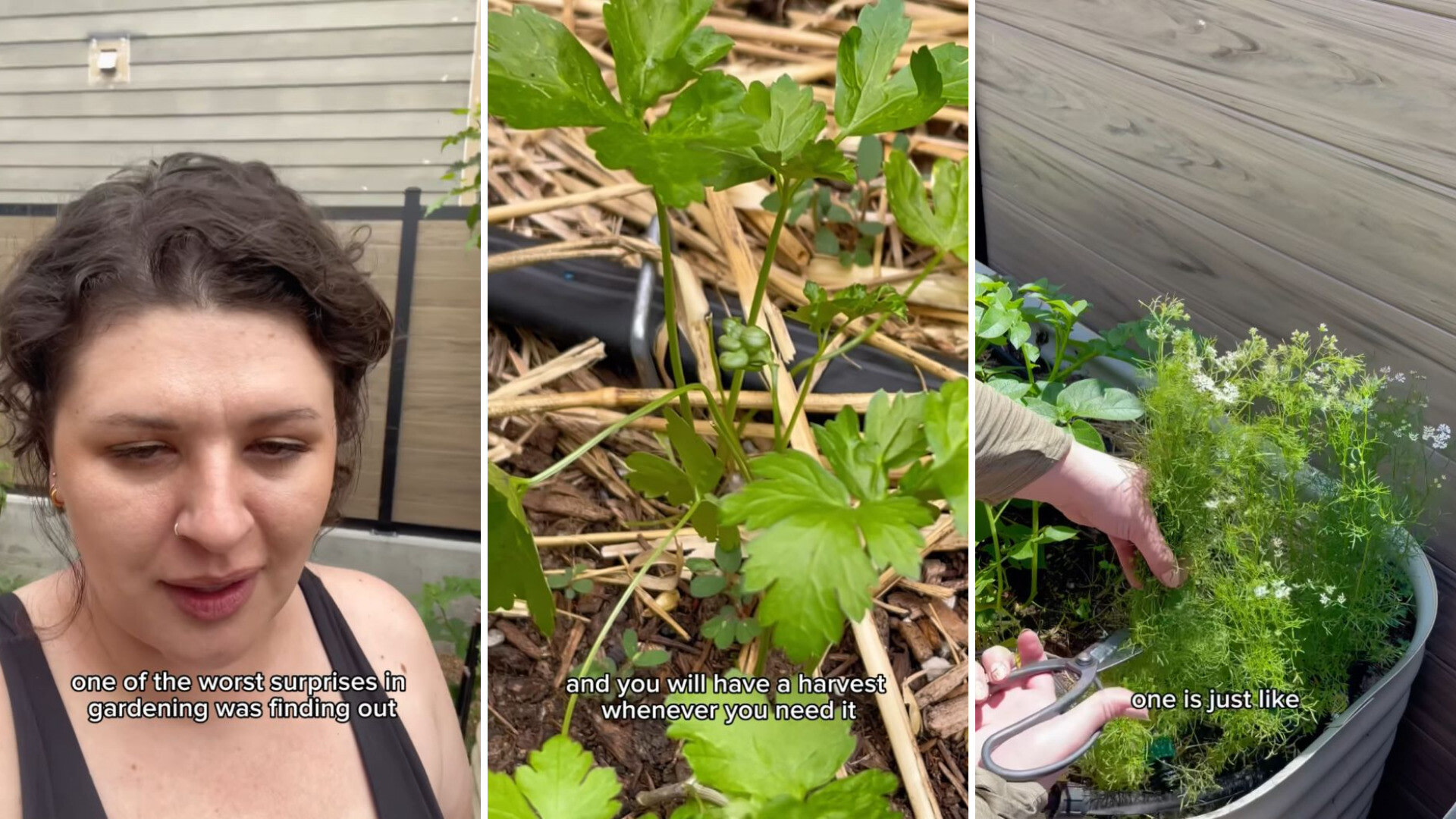 Cilantro gardening hack