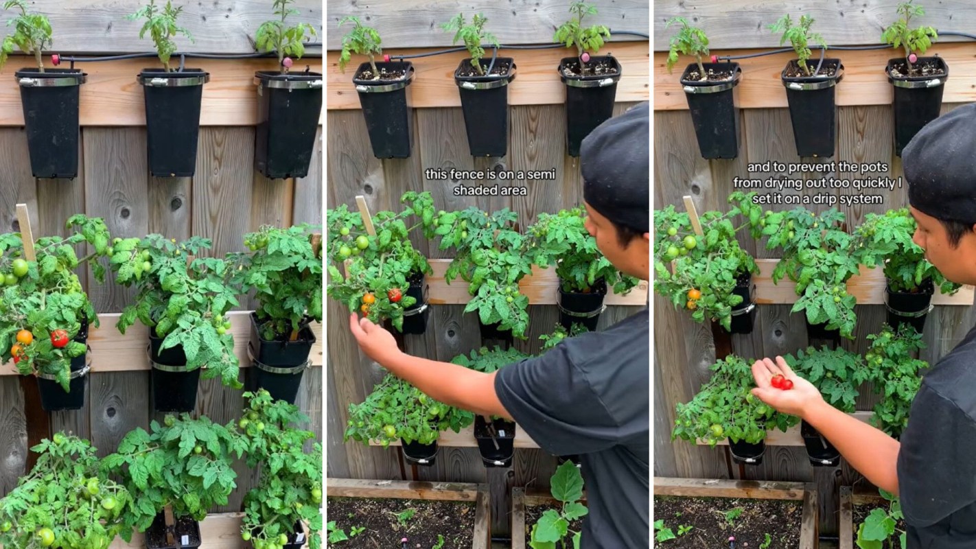 Gardening expert showing vertical farming