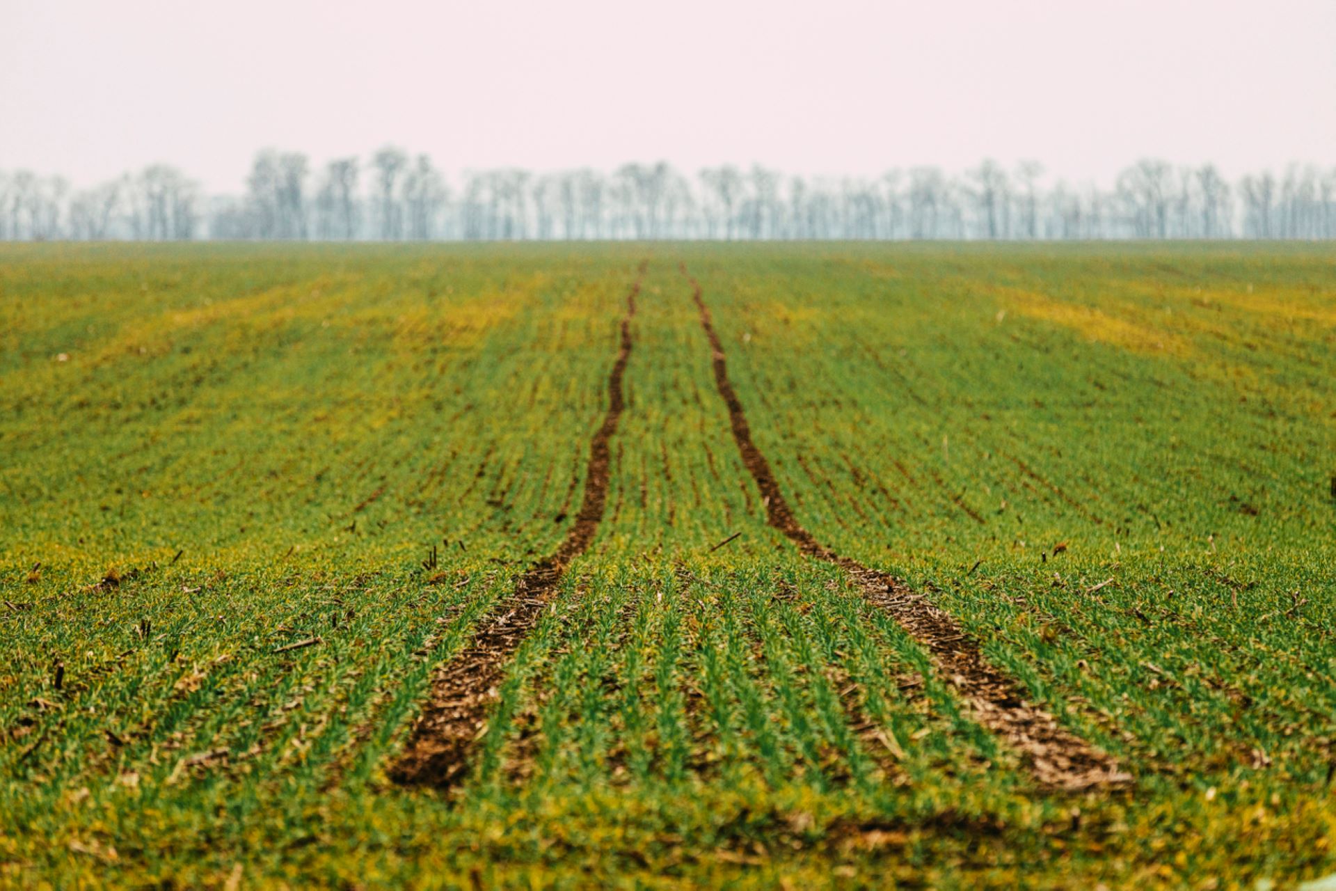 Scientists find unconventional method to keep a common pest from destroying wheat seeds