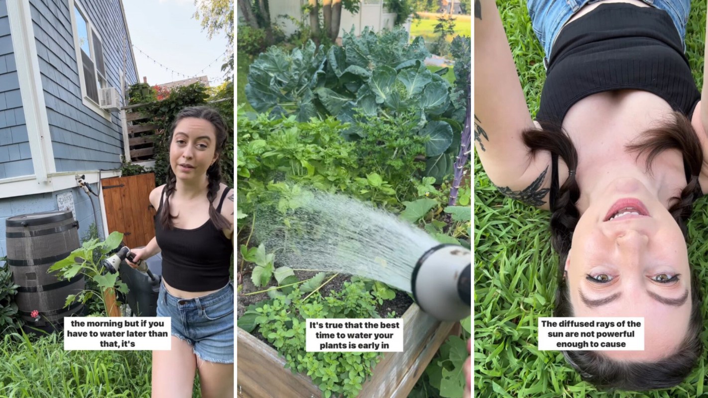 Water droplets, Outrageous yet popular plant-growing rumor