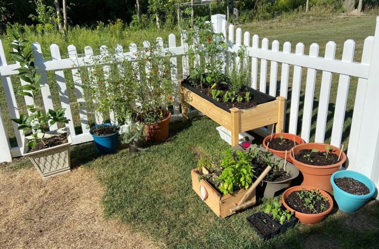 Homeowner finds way around their HOA's container garden ban