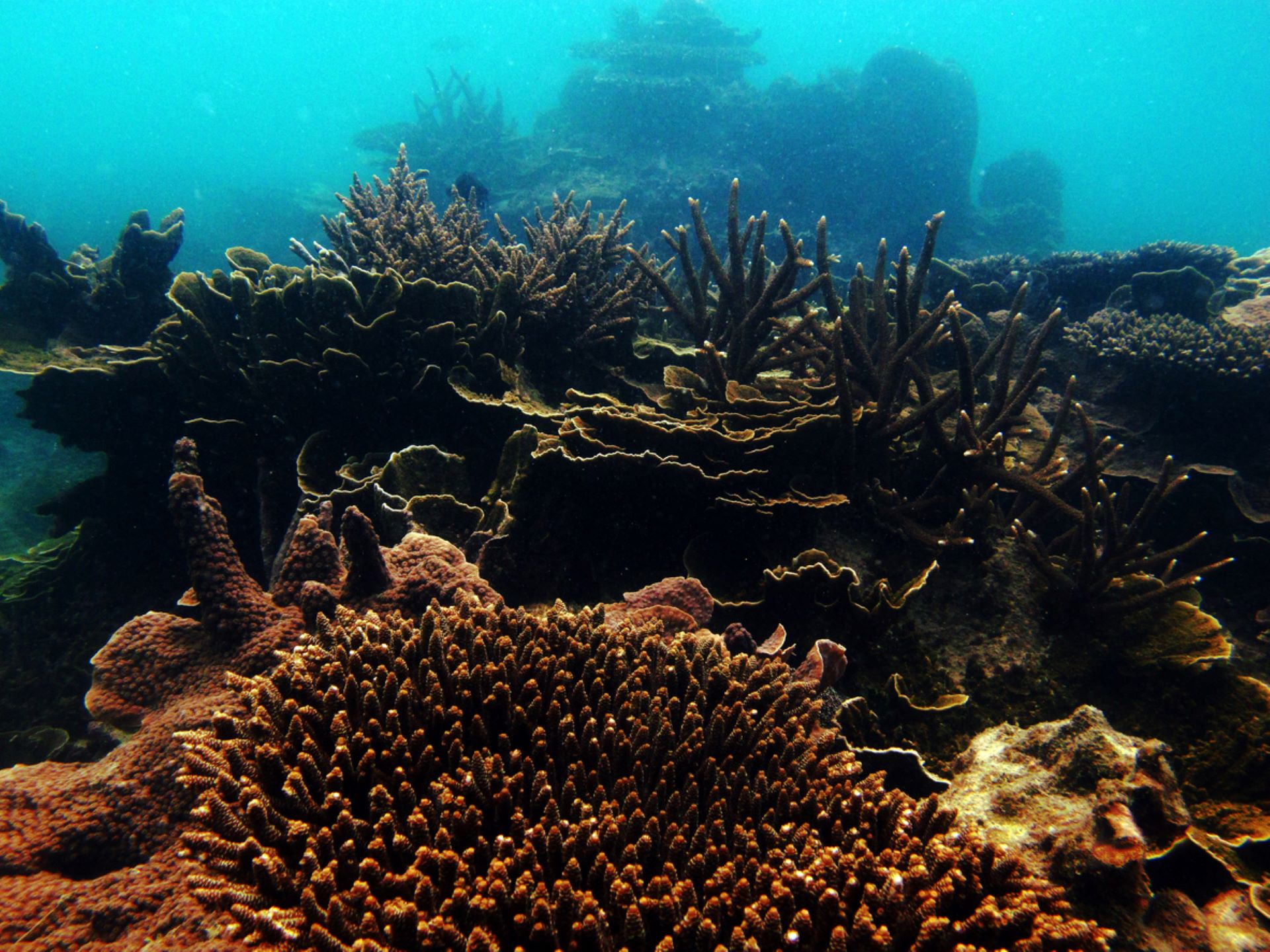 Photos of ‘horrible’ discovery they made when swimming around coral reefs