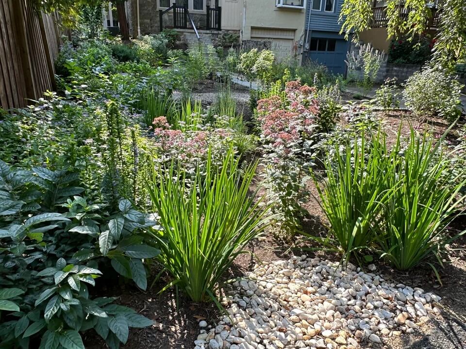 Rain garden