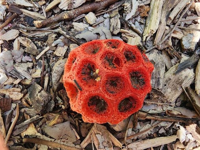 Clathrus crispus