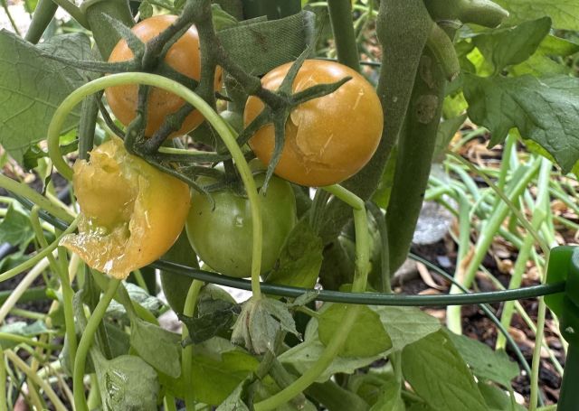 Hornworms on tomato plants