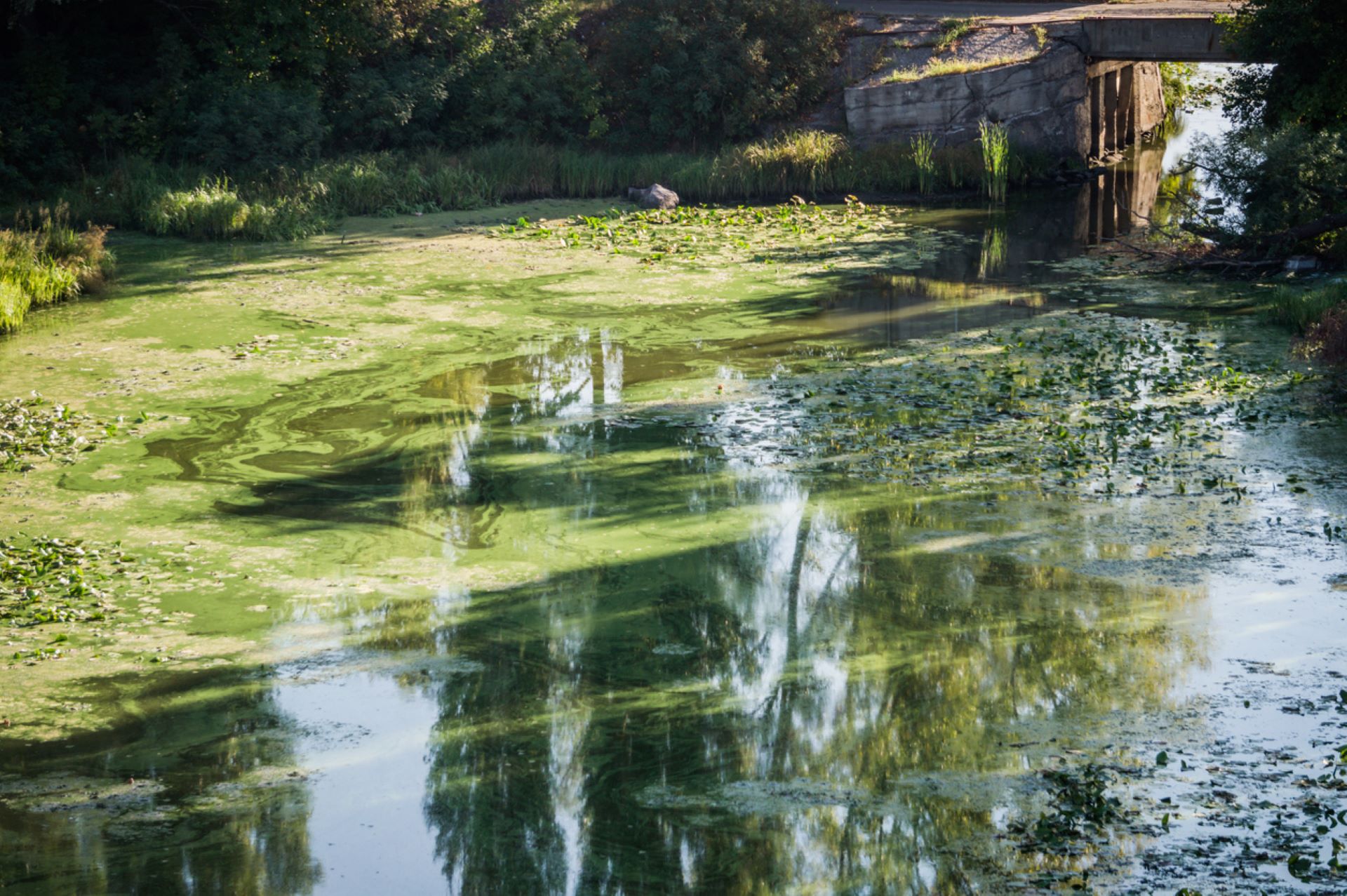 Presence of microcystin in the water