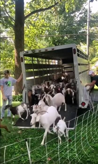  Goatscaping