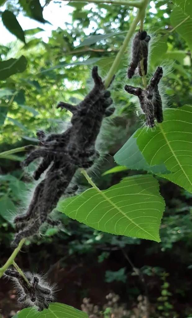 Walnut caterpillar