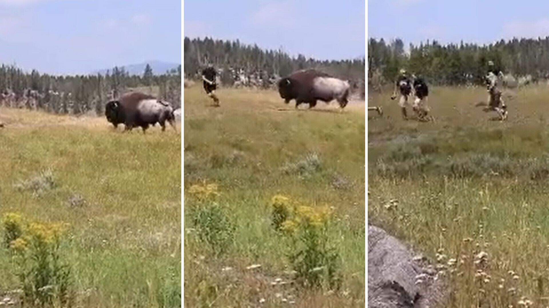 Bison’s warning to tourists at Yellowstone National Park