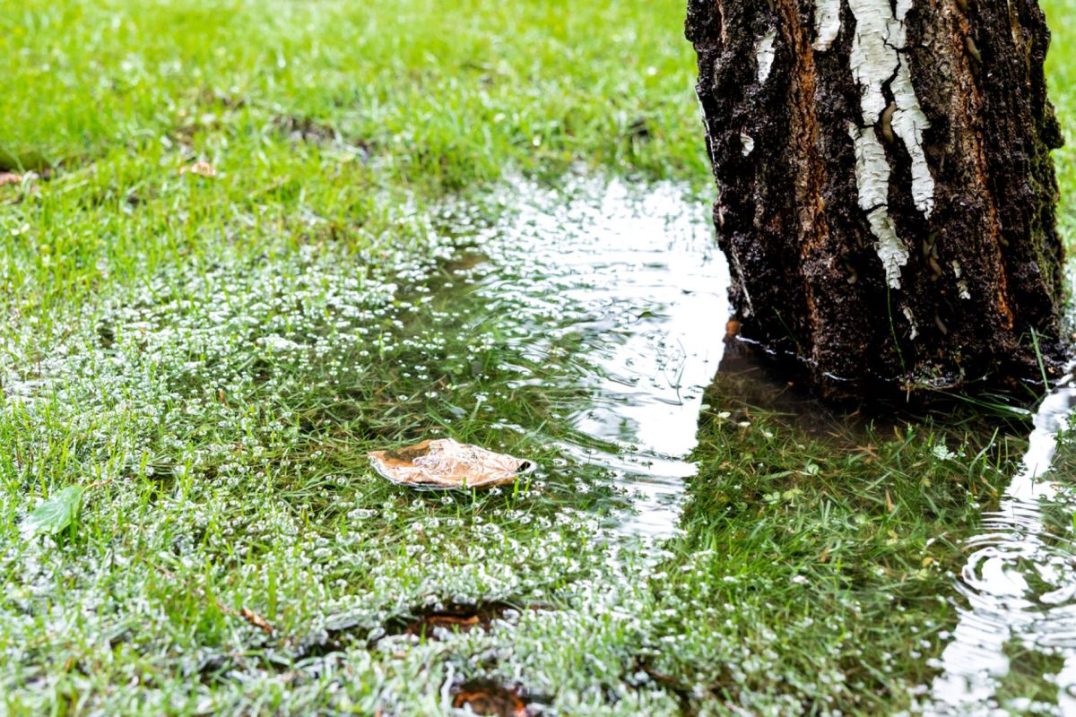 Showing exactly why a rain garden is useful