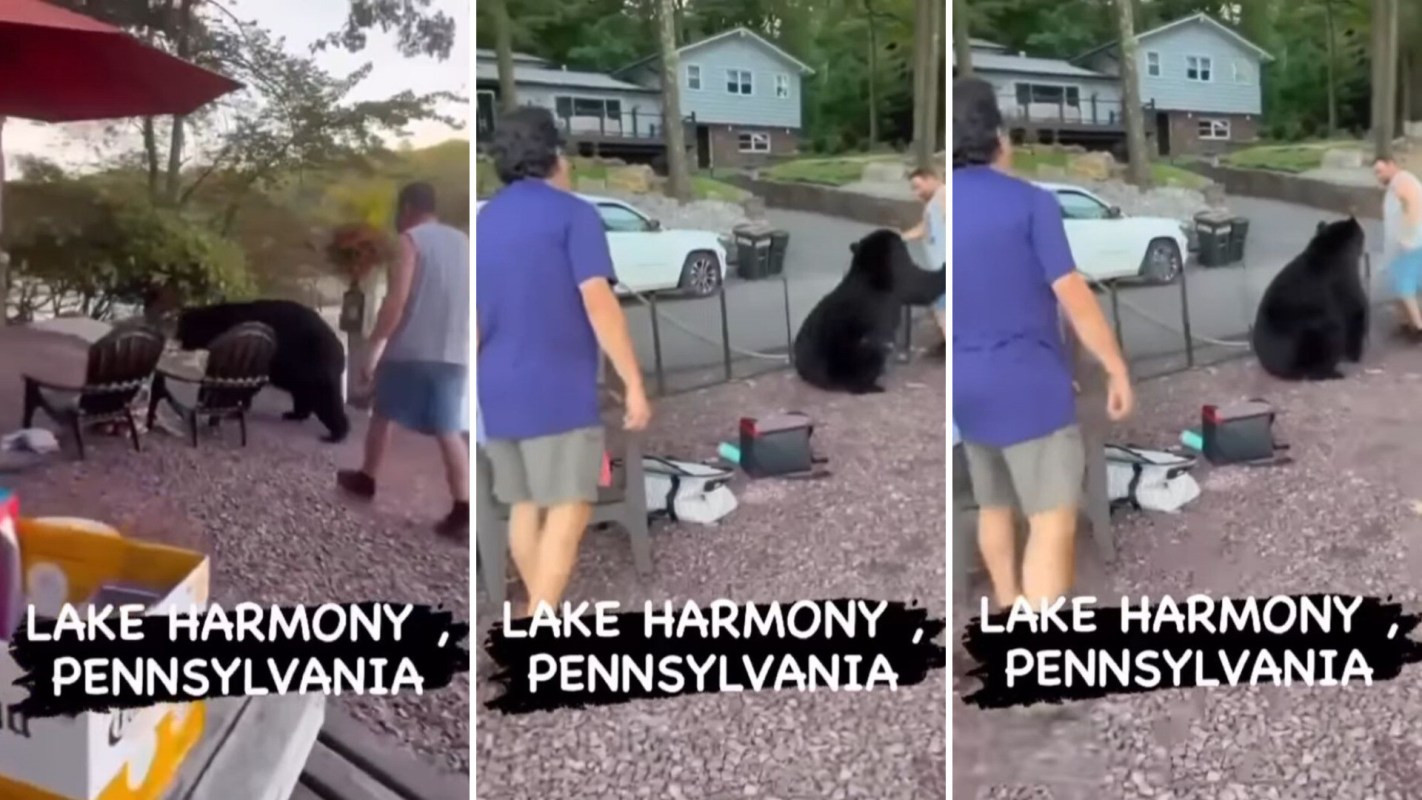 Overconfident man swiped by wandering bear in horrifying viral video