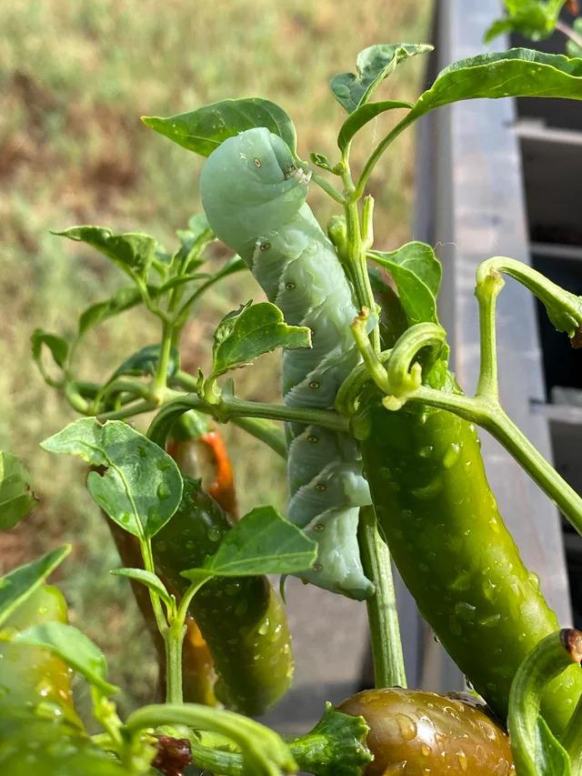 Hornworm