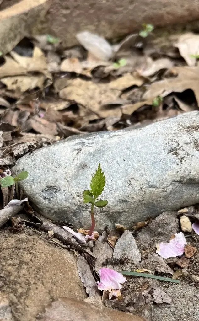 Cherry tree sapling