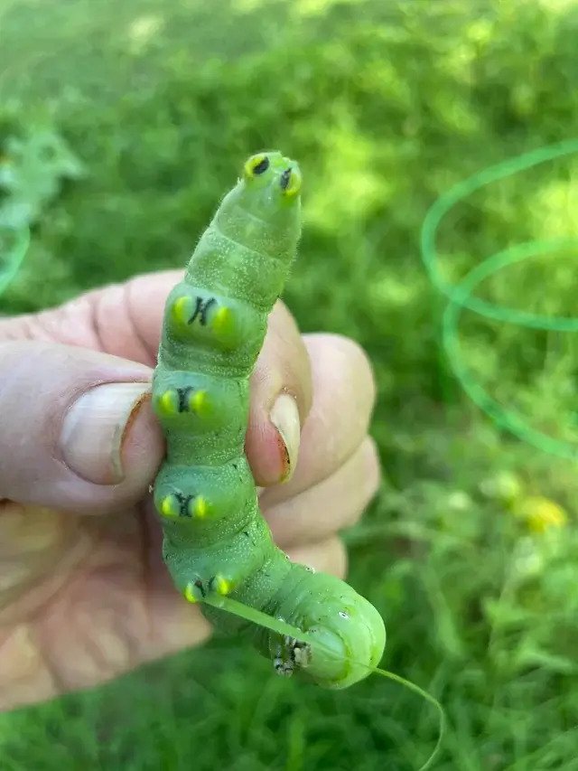 Hornworm caterpillars