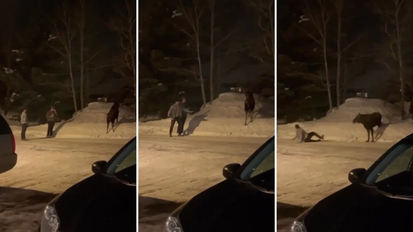 Tourons of Yellowstone, Bystander captures instant karma moment