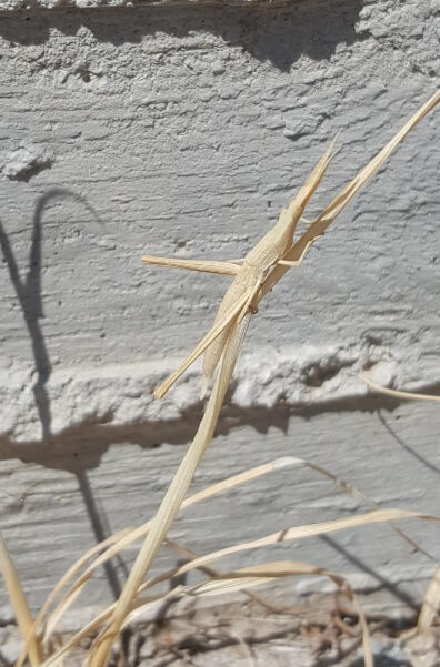  straw-colored bug