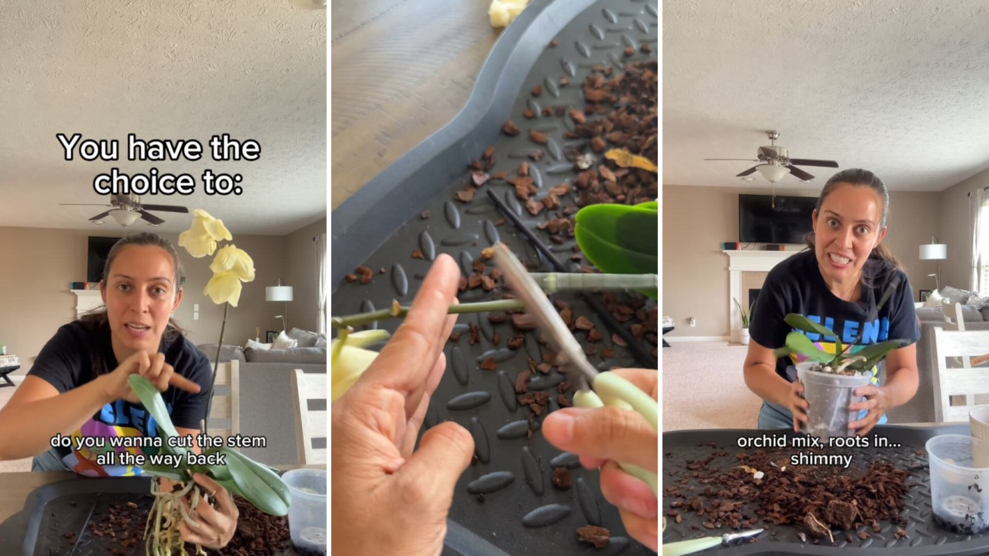Orchids, Genius tip for keeping difficult flowers healthy
