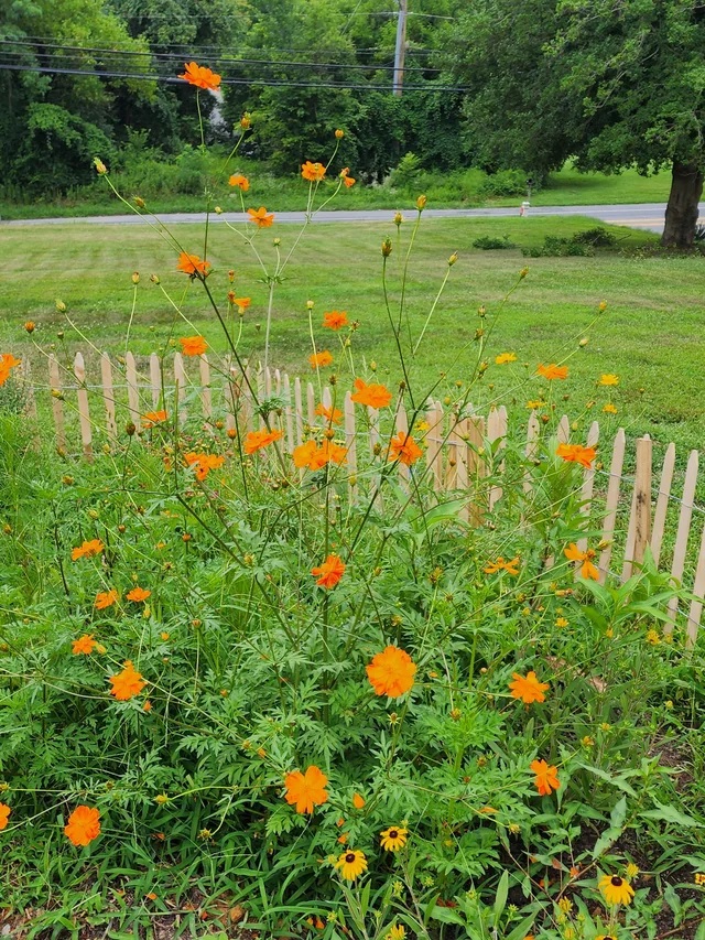 Butterfly garden