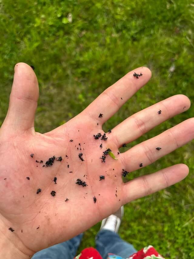Spotted lanternfly