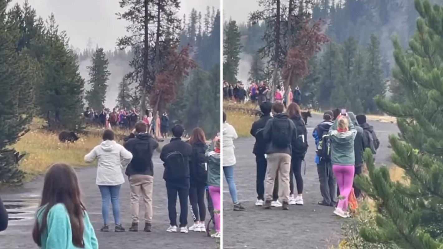 Group of tourists swarming around a mother bear and her cubs at Yellowstone's prismatic geyser