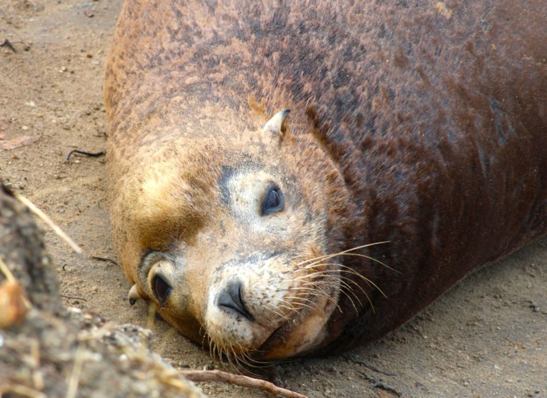 Sea lion attacks boy swimming near shore