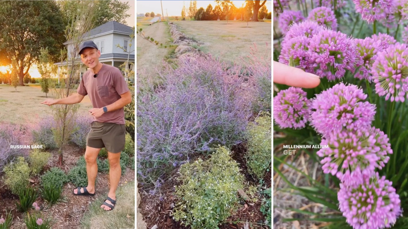 Drought resistant plants are perfect for home and garden.